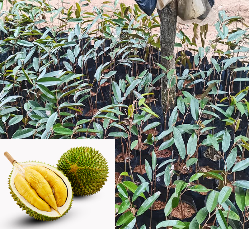 Harga durian musang king per kg
